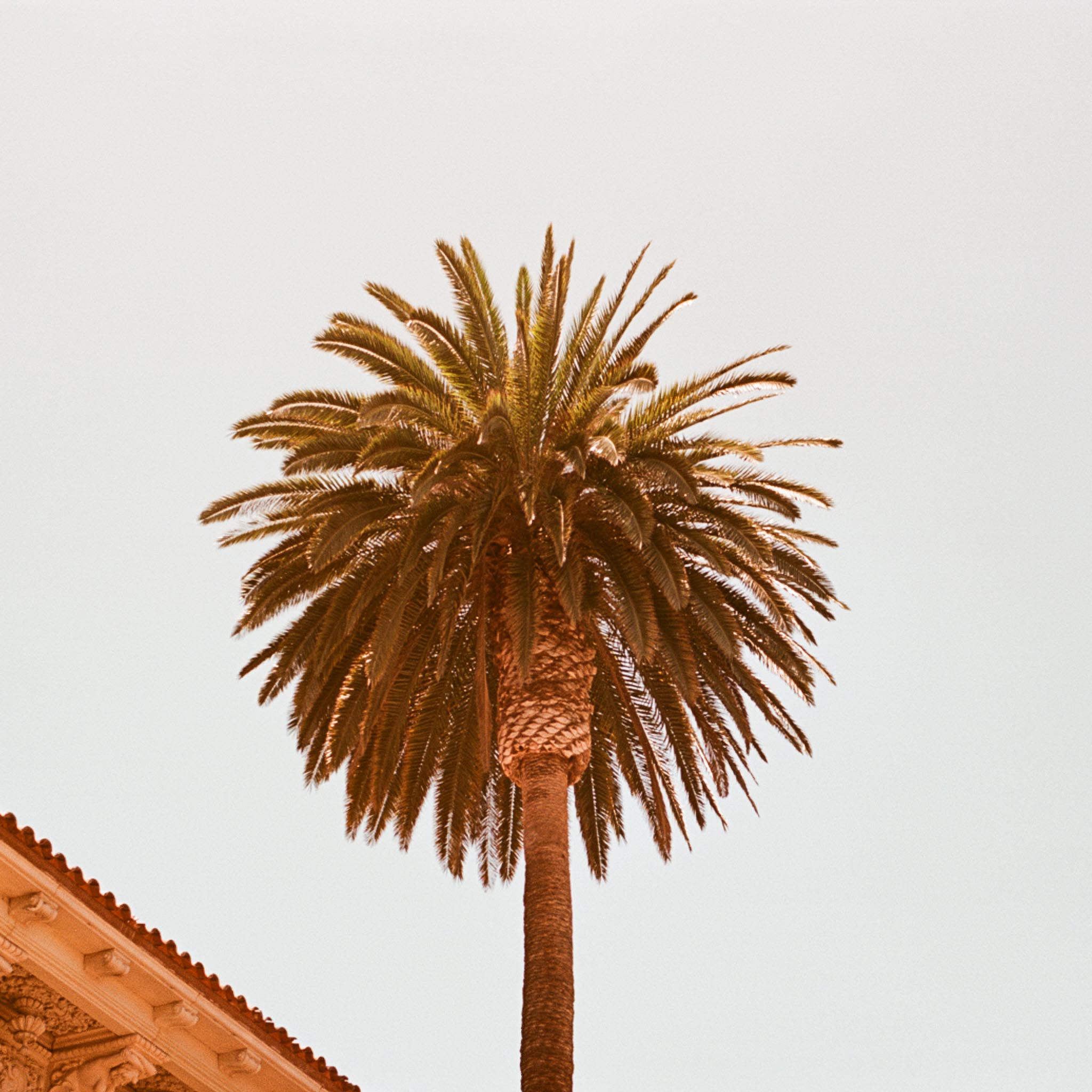 palm tree standing next to a building with blue sky