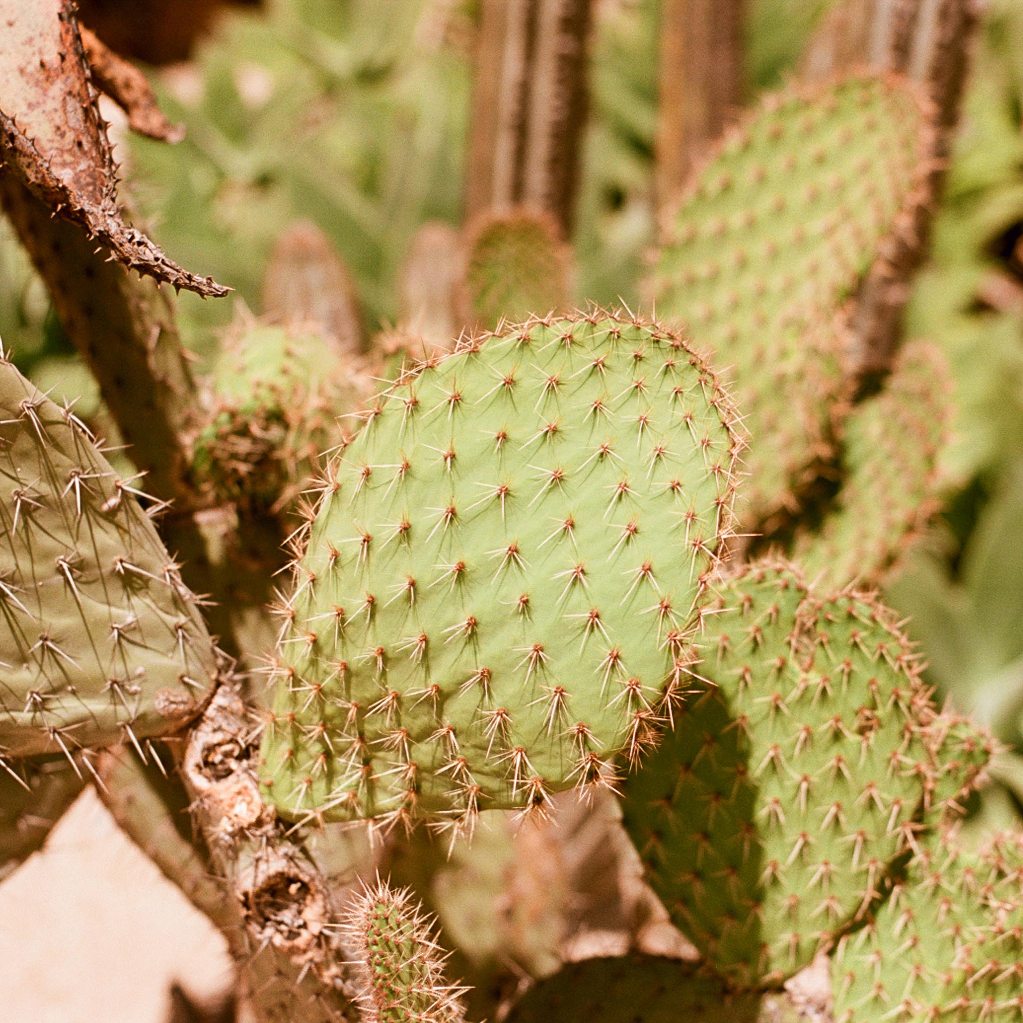 close-up of a green cactus