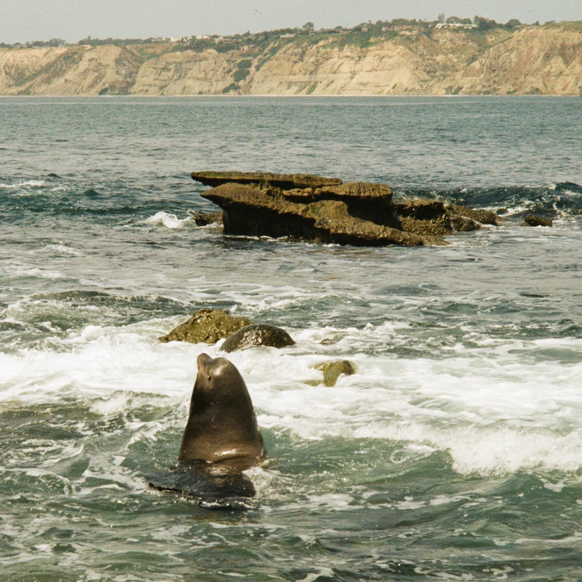 male sea lion with his head out of the water in the coastal waters of the sea