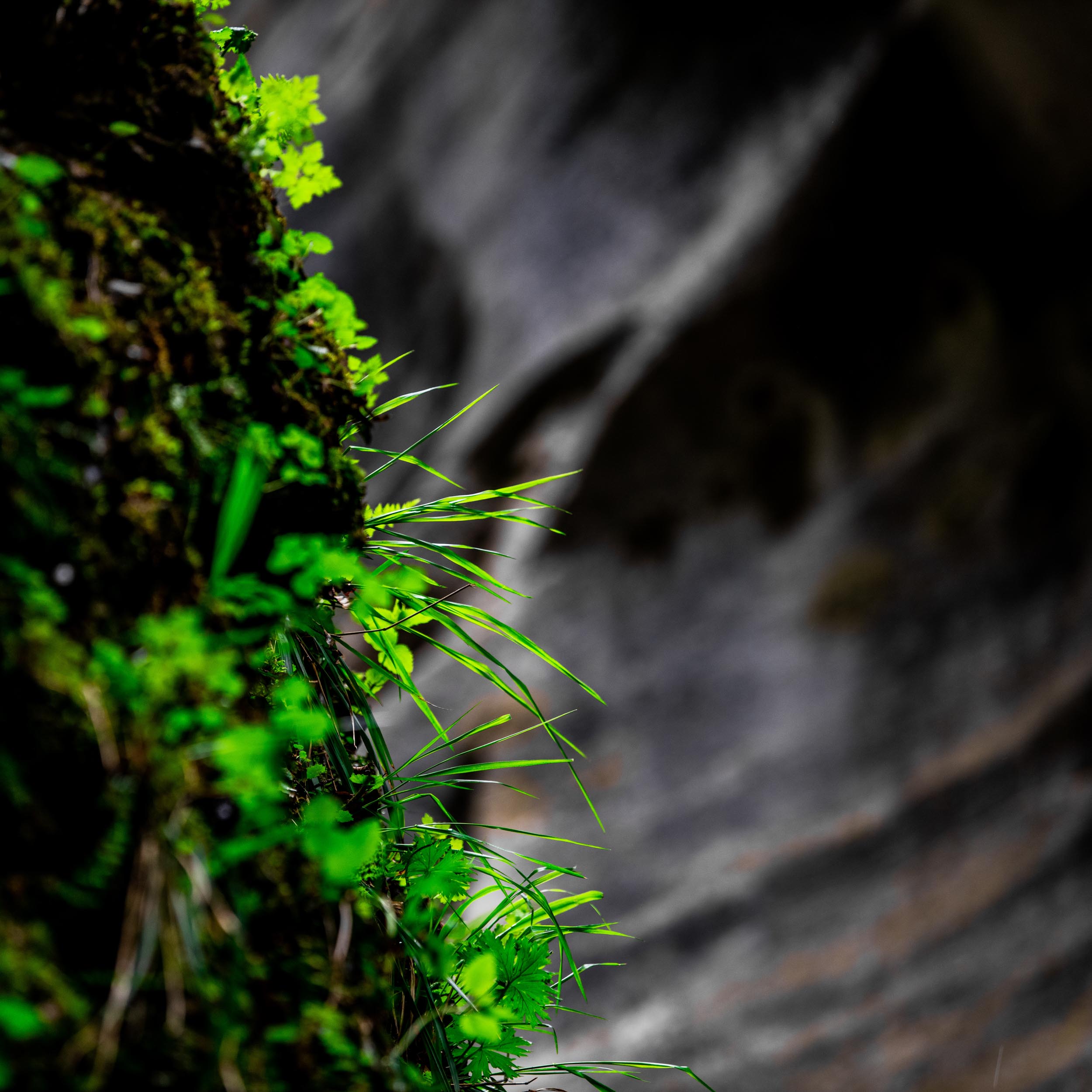 plants growing on the side of a rock canyon