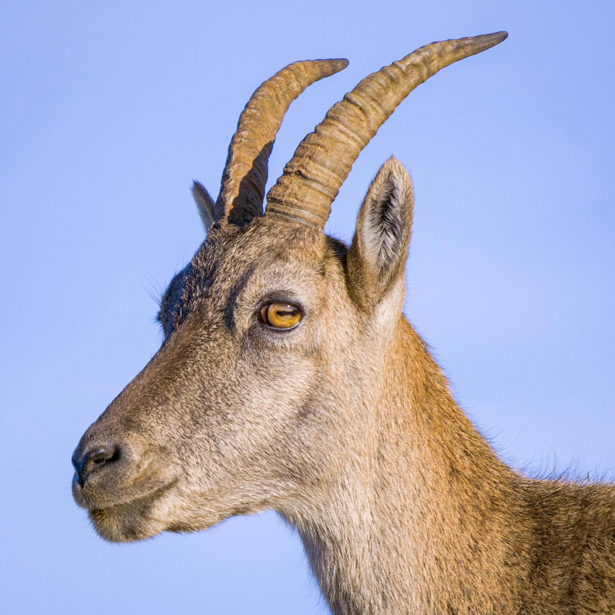 head of an ibex with blue sky