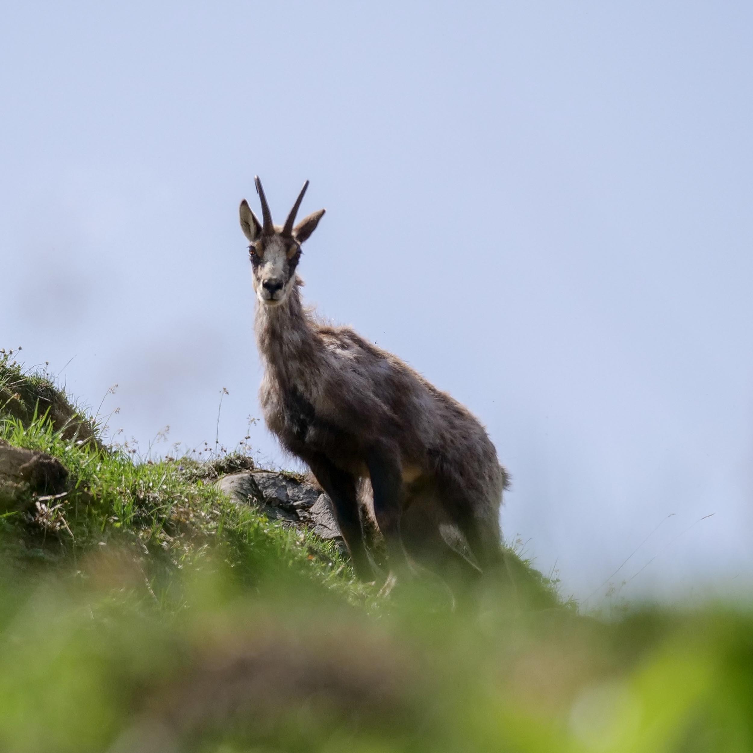 chamois standing on a slope overgrown with grass
