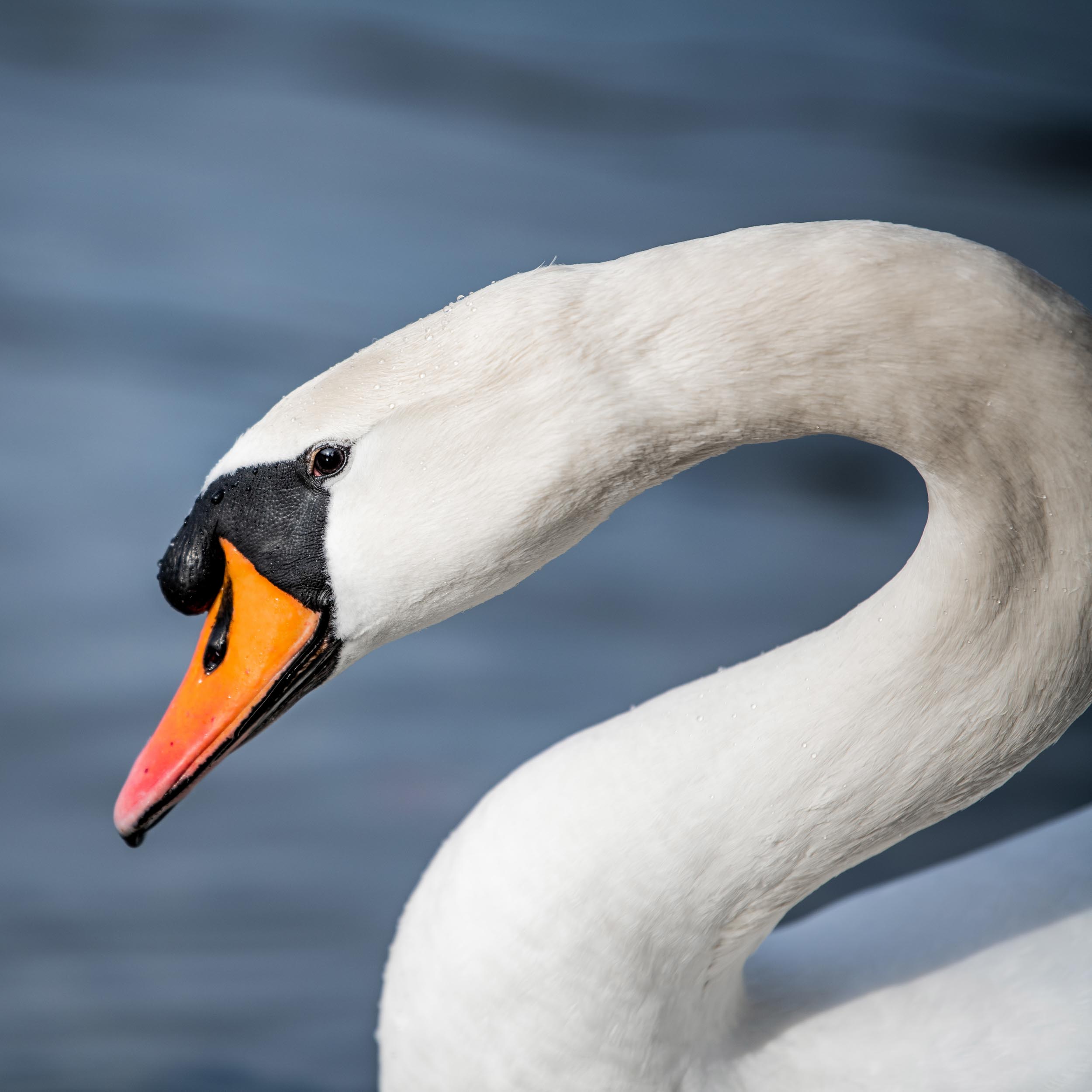 swan head with water in the background