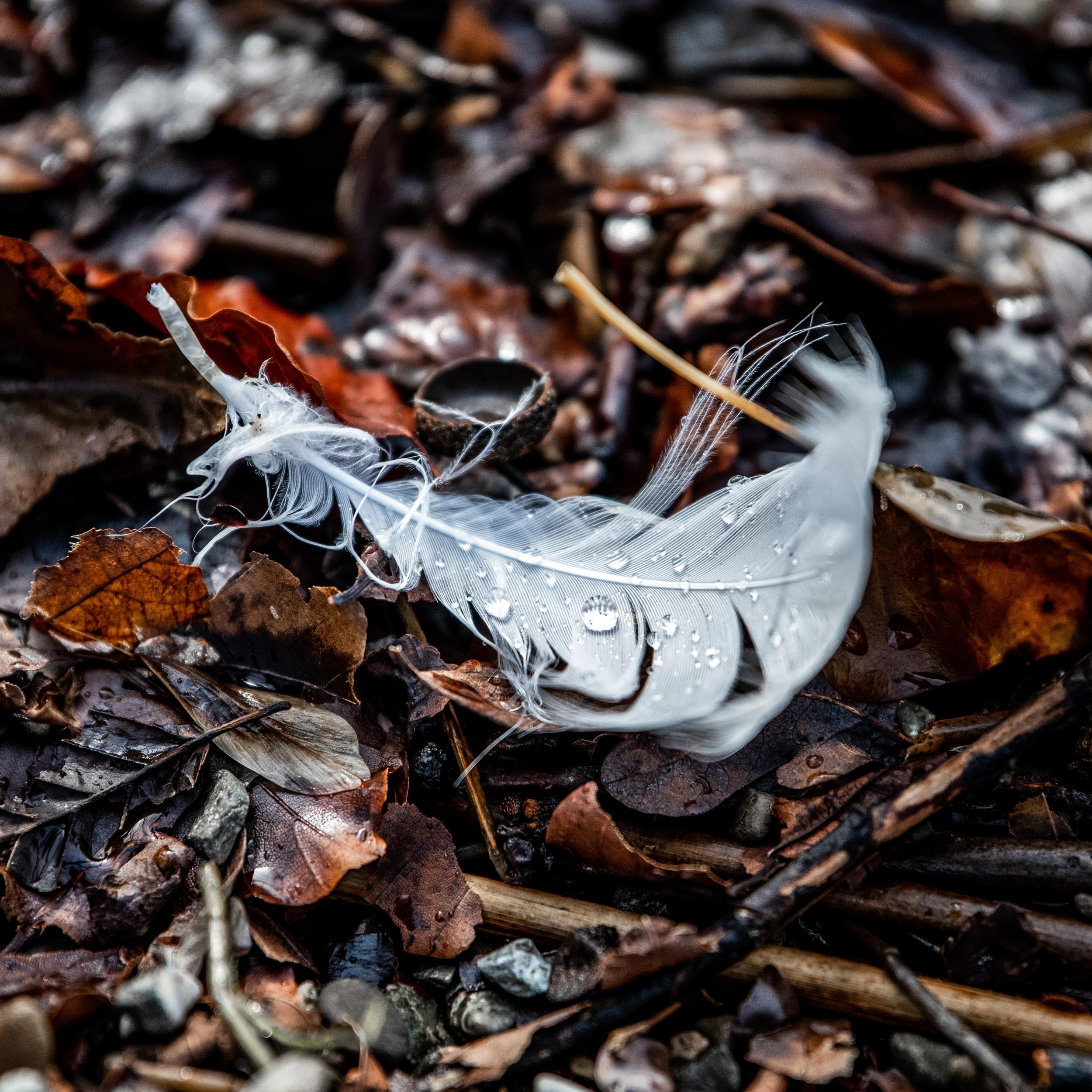 feather with water drops laying on the ground