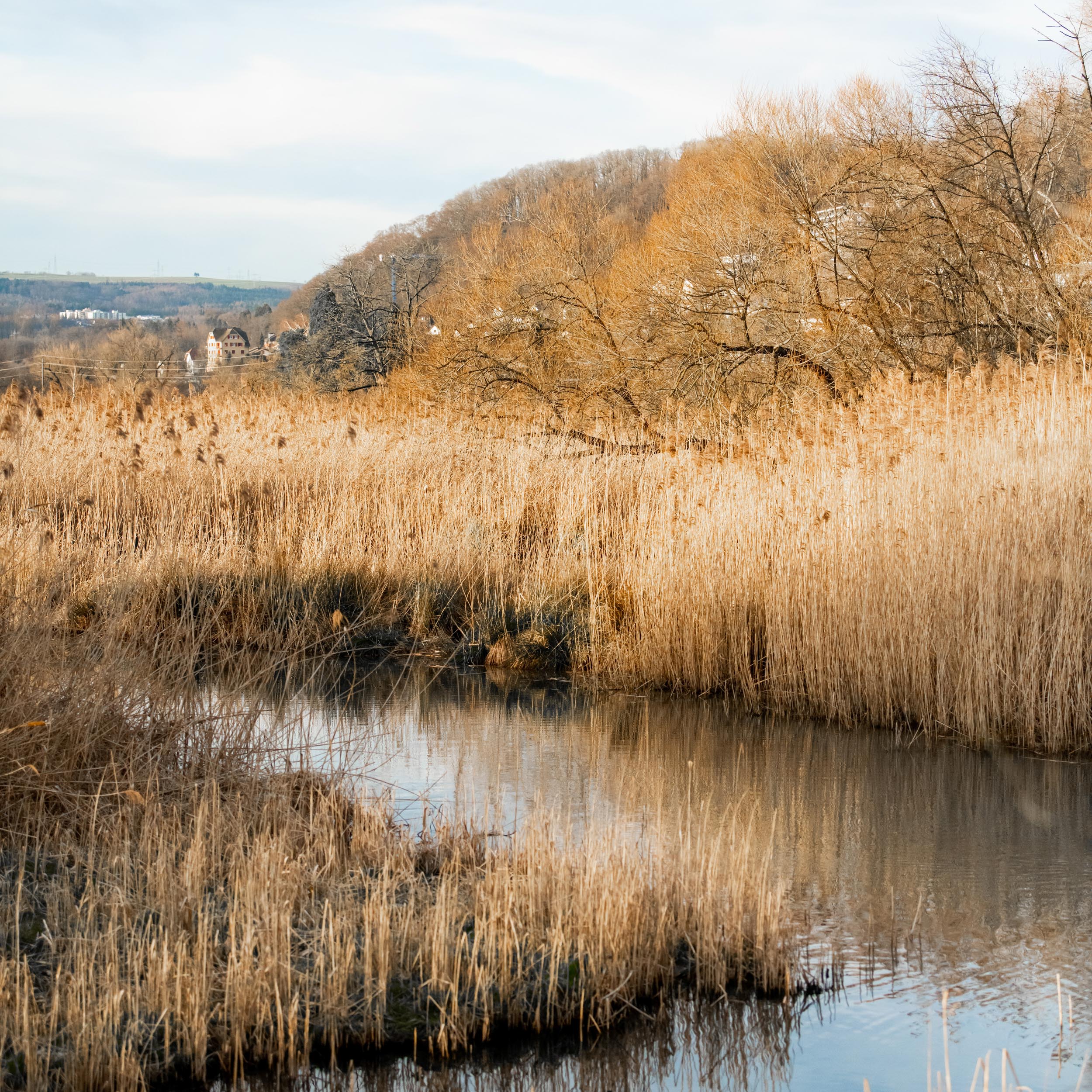 river that flows through a marshland