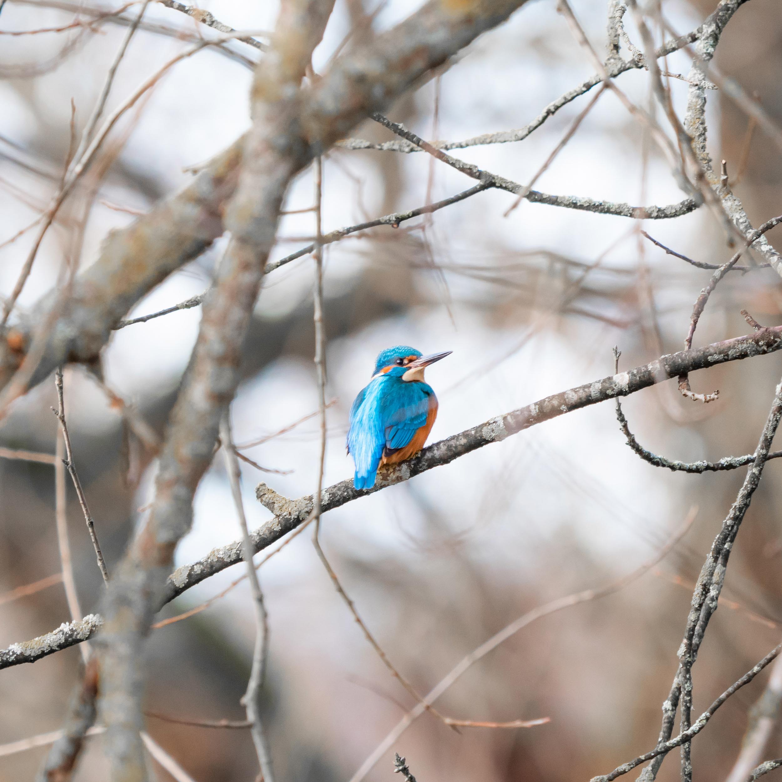 kingfisher sitting on a branch