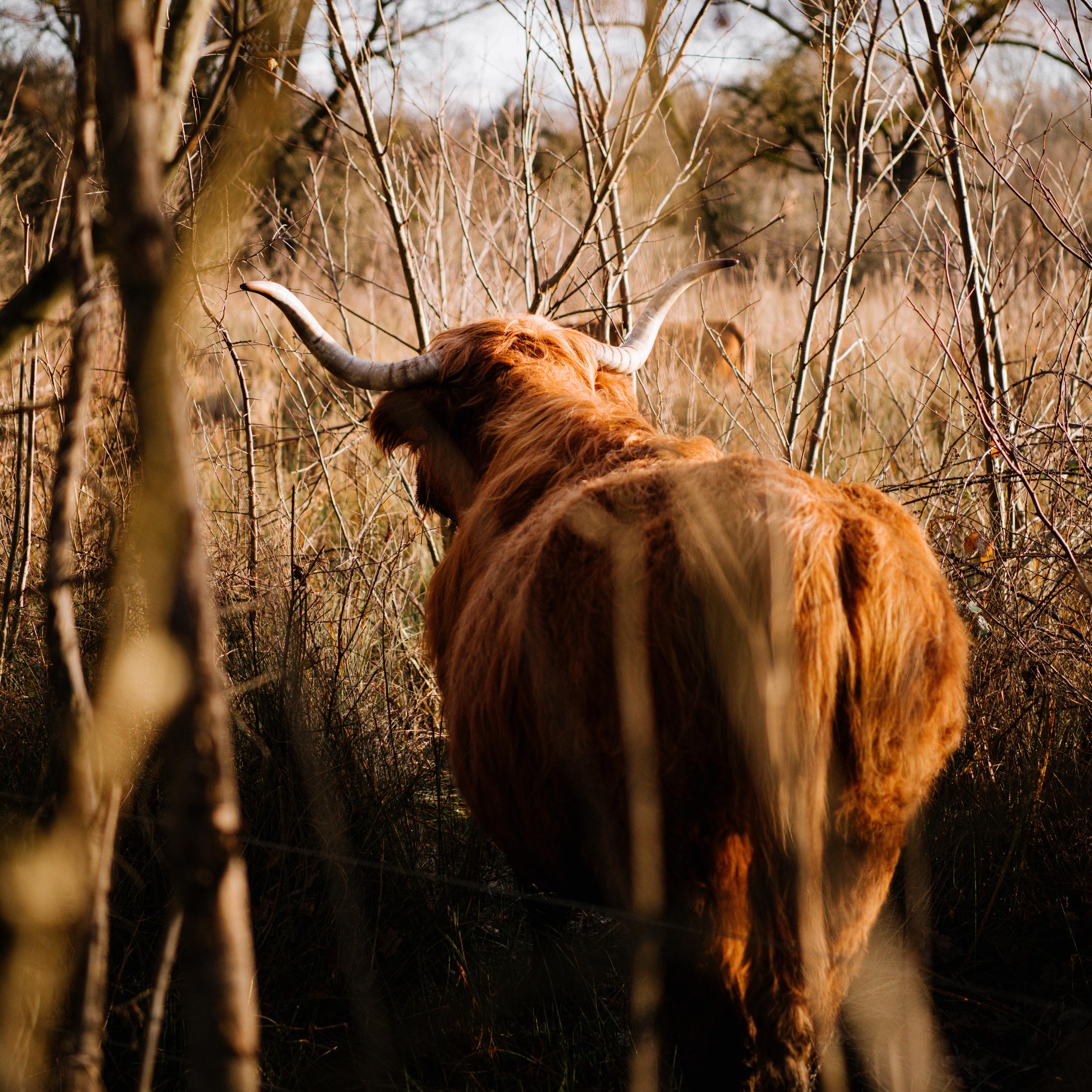 scottish highland cattle from behind, walking through reeds