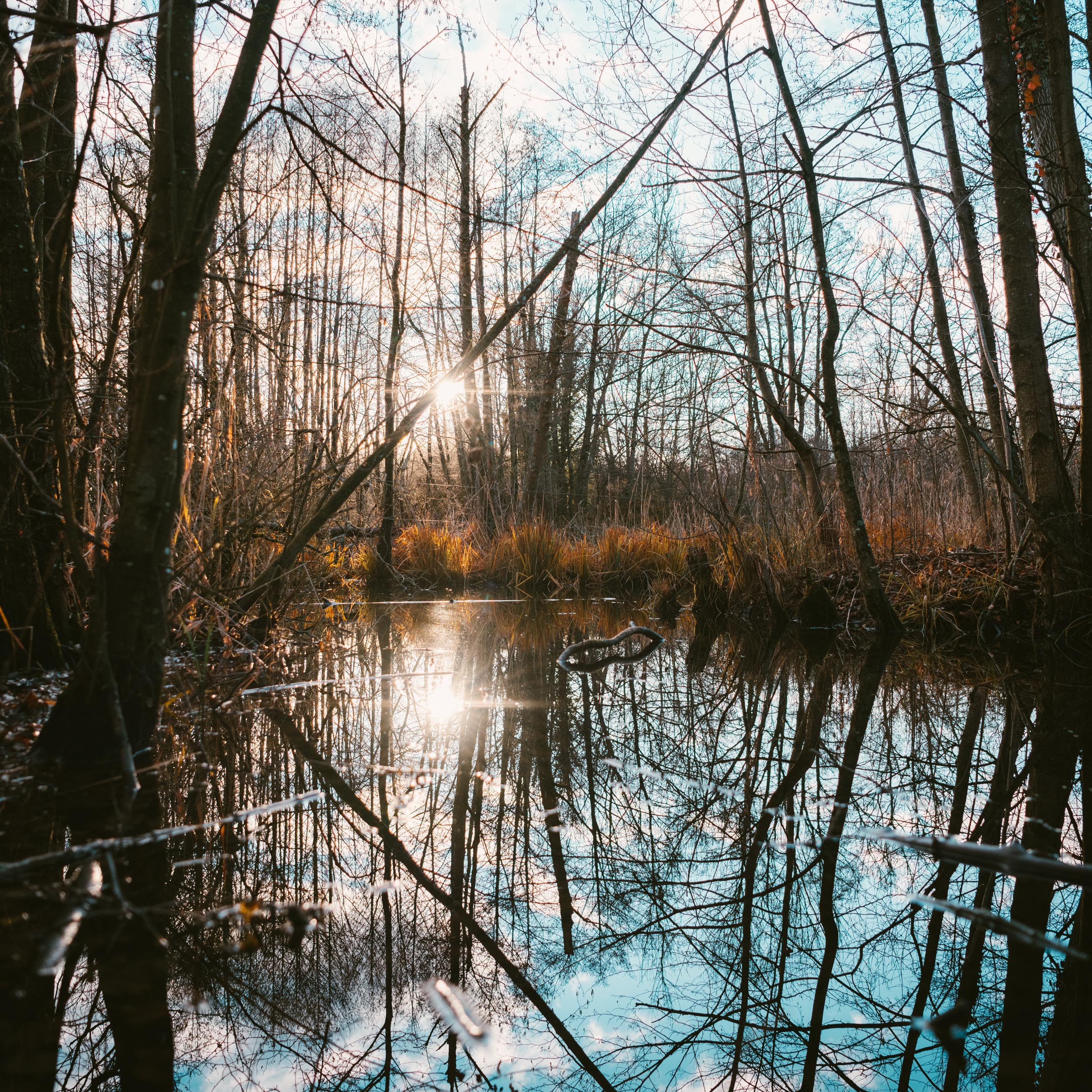 water in the marshland, reflecting the surrounding trees and the sun