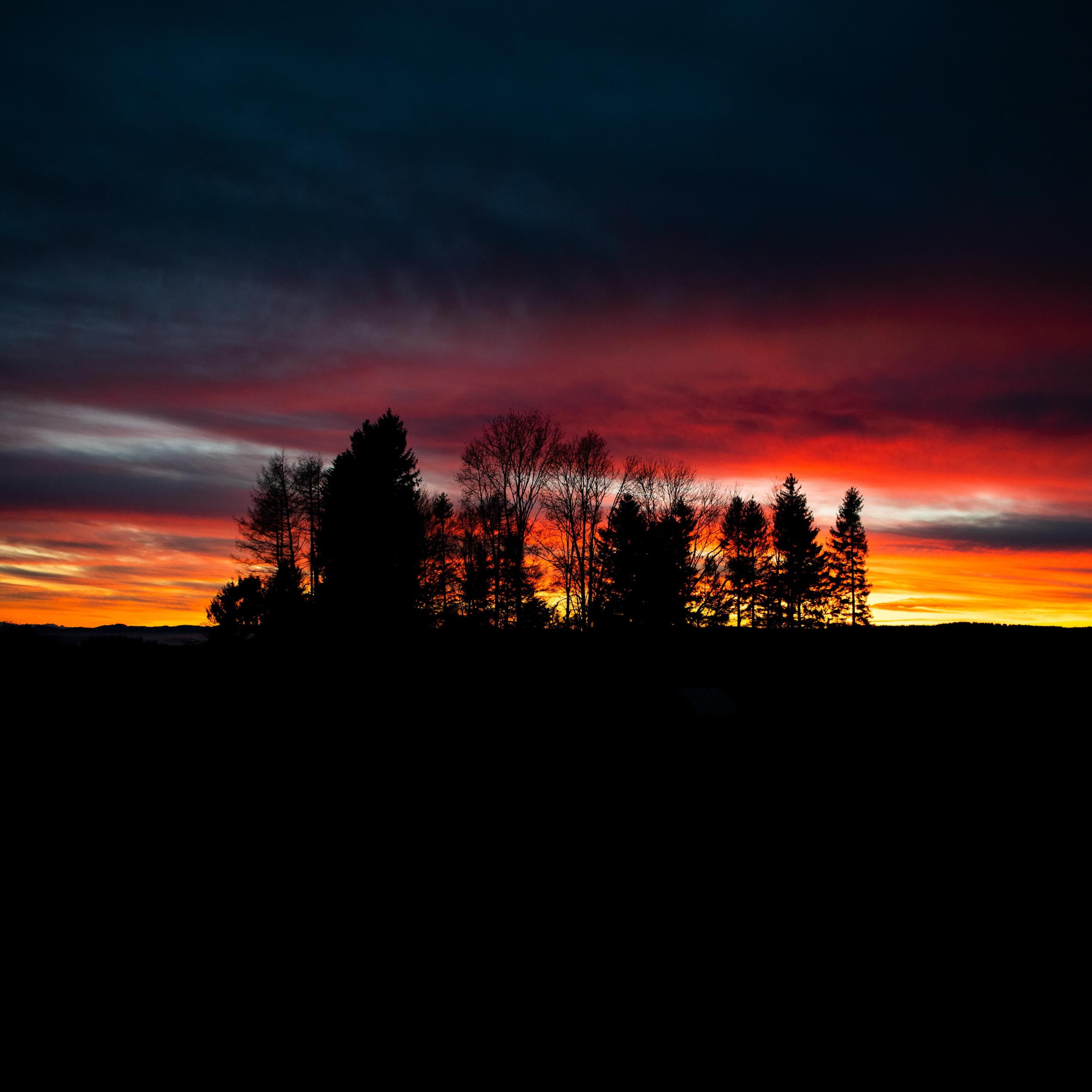 small forest with a colorful sunset on the sky