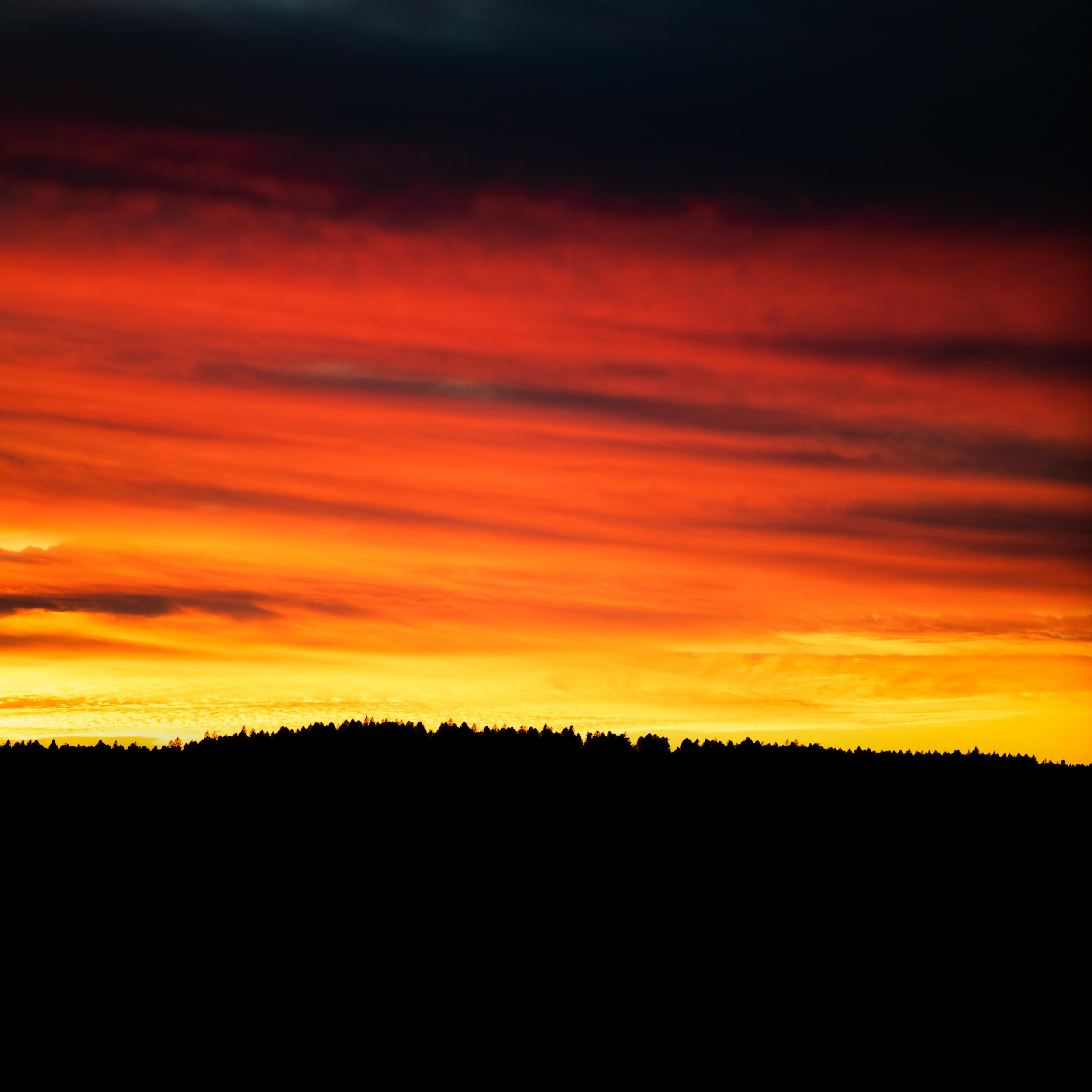 outline of a forest with a colorful sunset