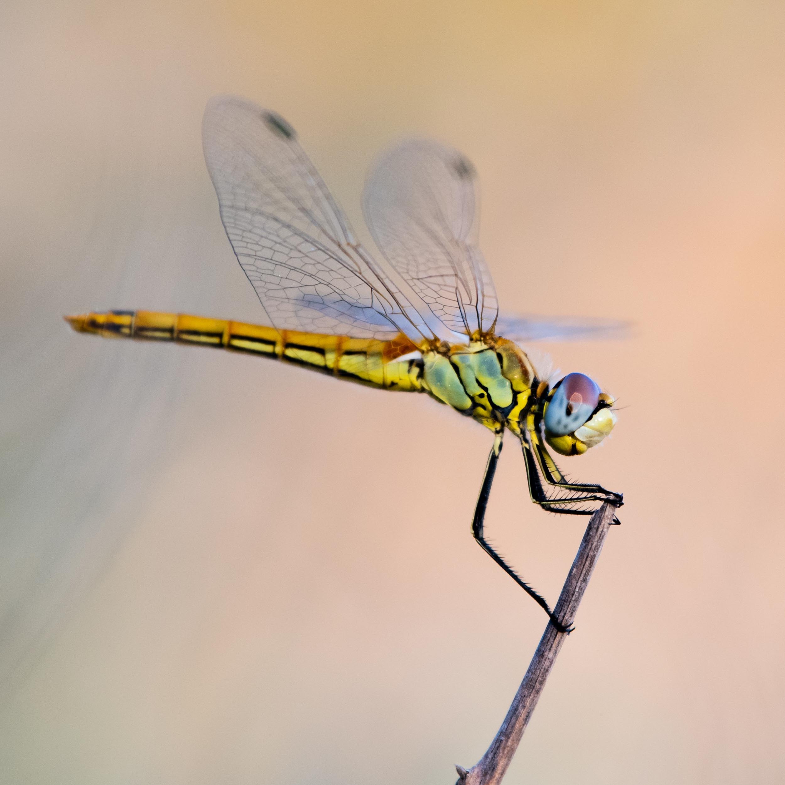 dragonfly sitting on a twig