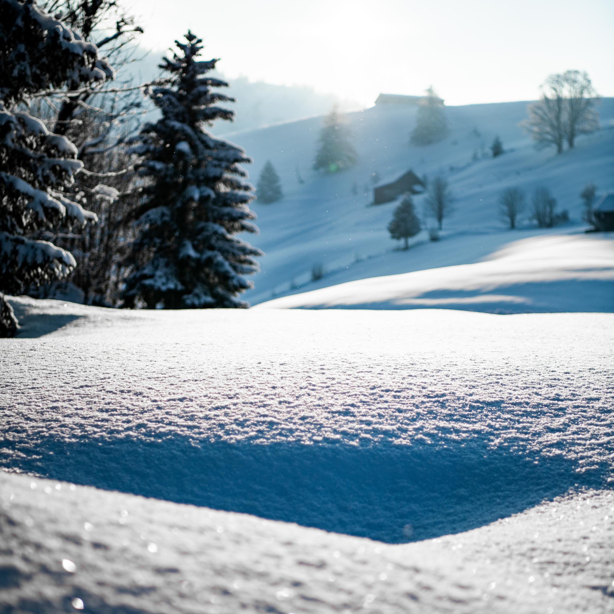snowy landscape with trees and the sun shining over the hill