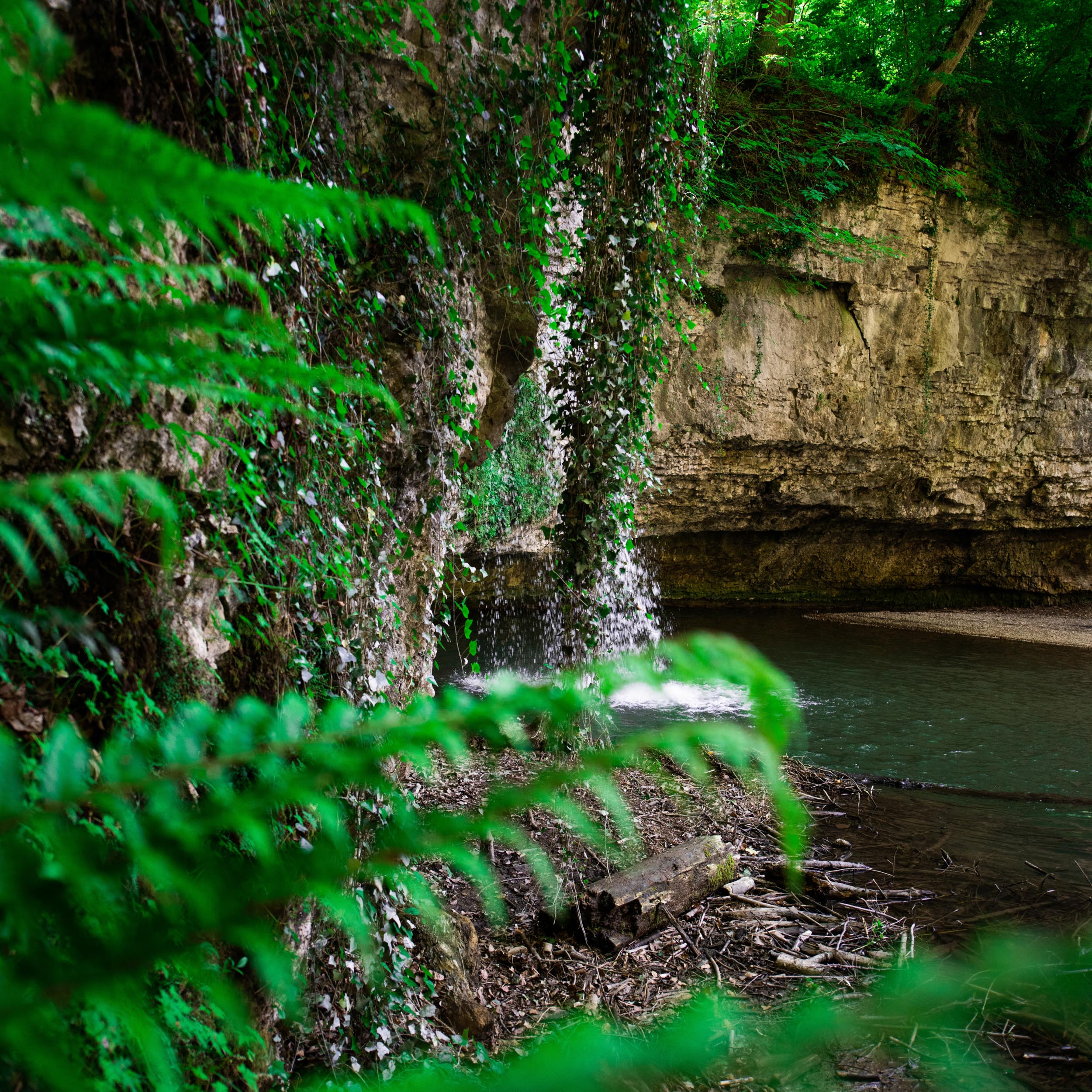 waterfall in the clearing of a forest with fern in the foreground