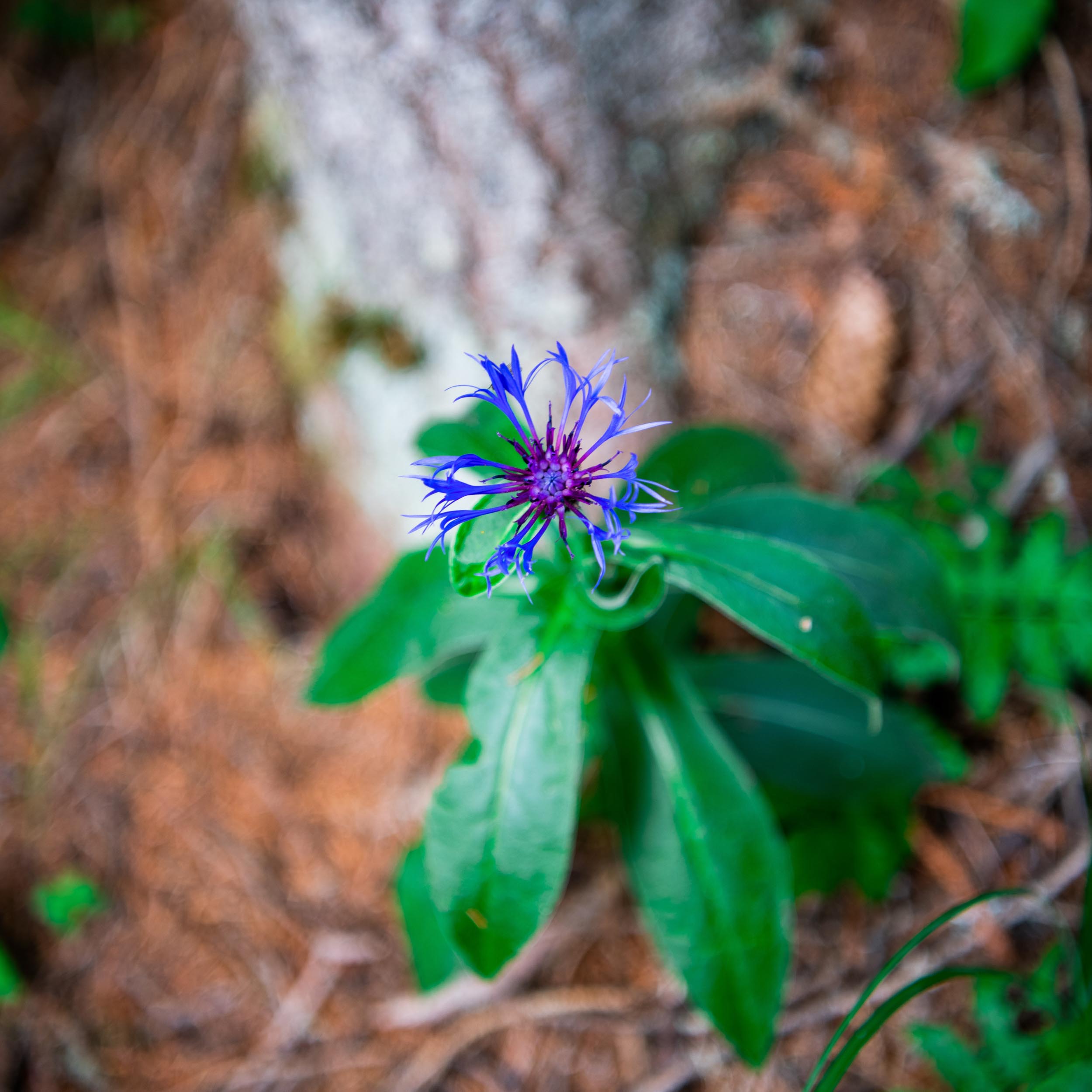 purple flower from above in the forest