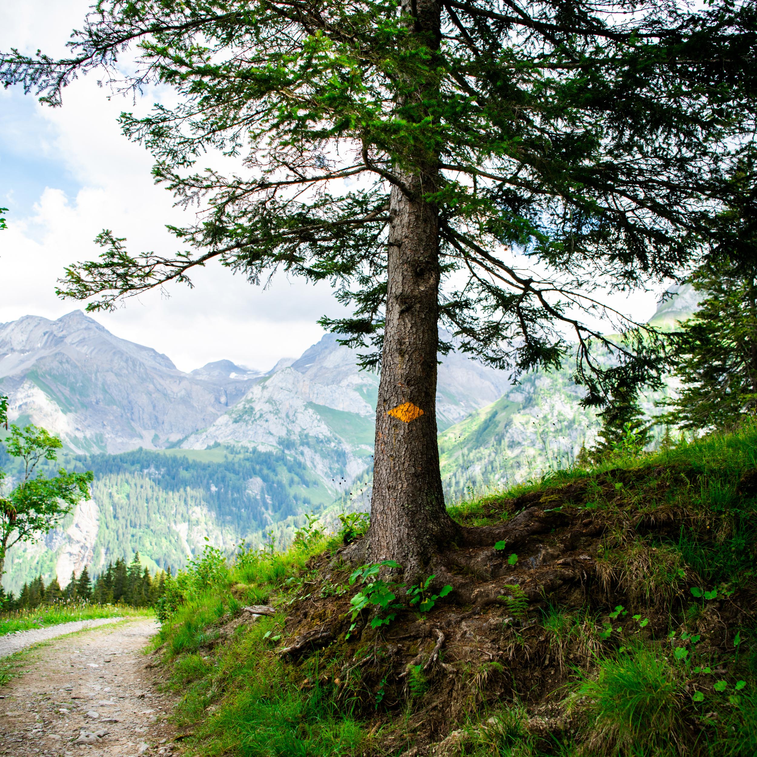 tree with hiking trail symbol with mountains in the background